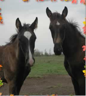 picture of wallking horse foals